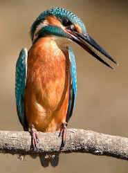 Alcedo atthis