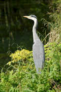 Ardea cinerea