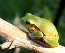 Hyla intermedia