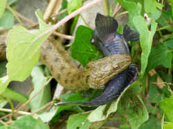 Natrix tessellata