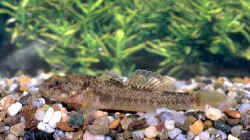 Padogobius nigricans