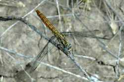 dragonfly Val d'Elsa